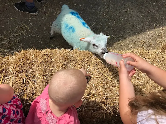 Feeding the lambs in the spring at Lee Valley Park Farms Essex