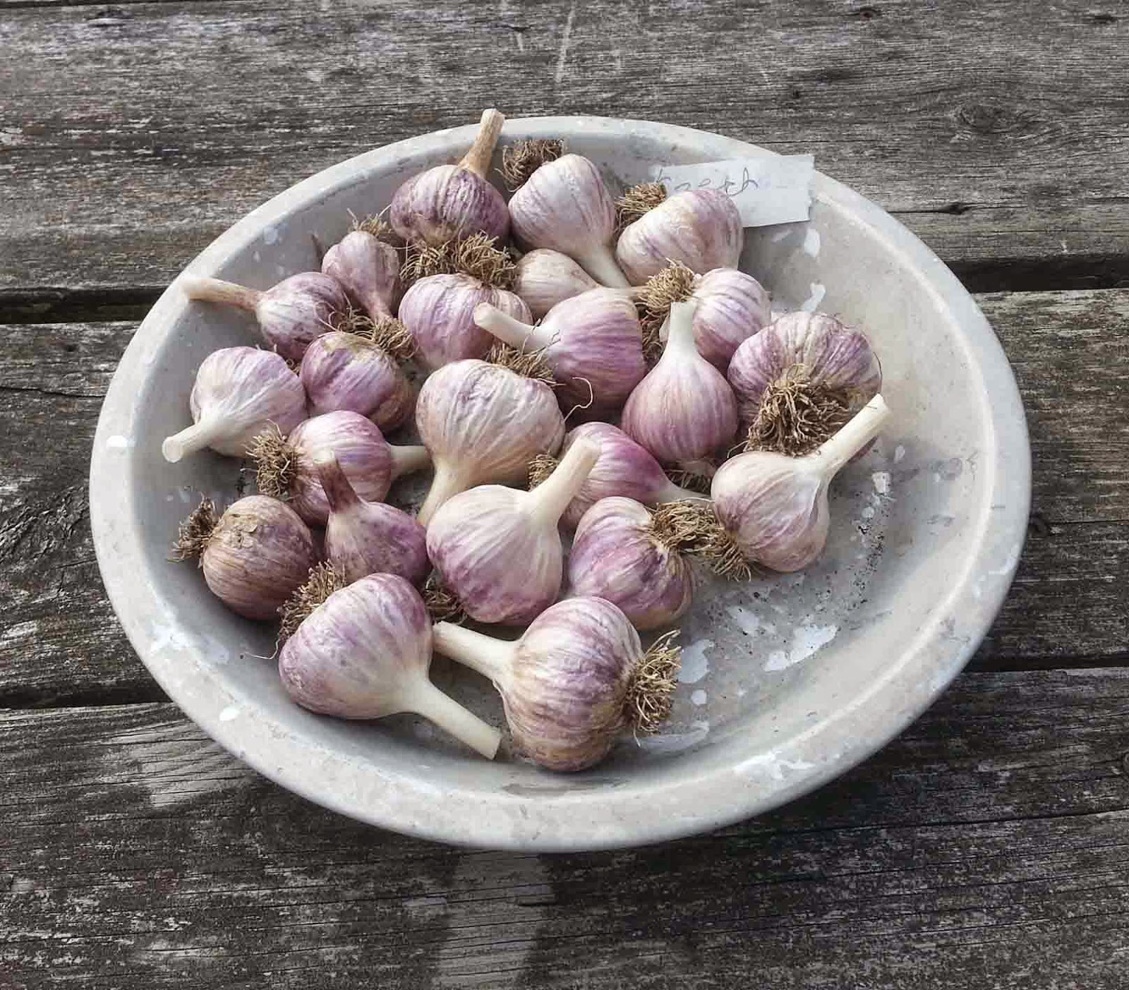 The Gardening Me: Garlic & Shallots 2014 - The Results