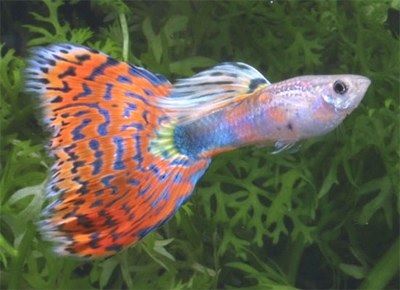 Gambar Ikan Guppy Mosaic