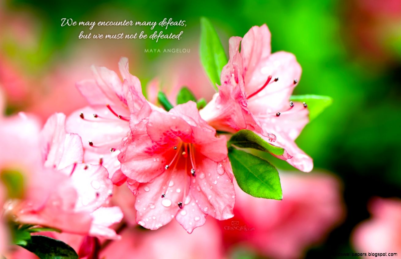 Maya Angelou Funeral Wallpaper  Best Background Wallpaper