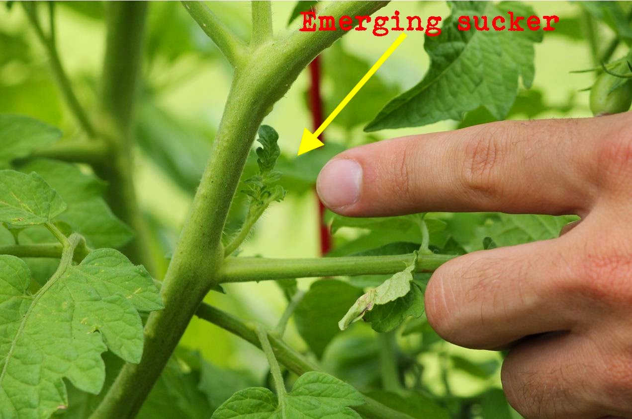 Tarım Siteniz Pratik olarak domates yetiştiriciliği (practically