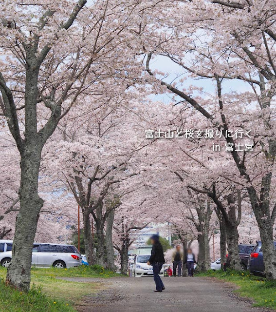 富士山と桜を撮りに、富士宮へ…