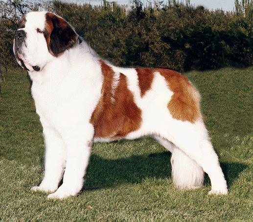 Dog Breed Info Saint Bernard Dog Breed Info Saint Bernard