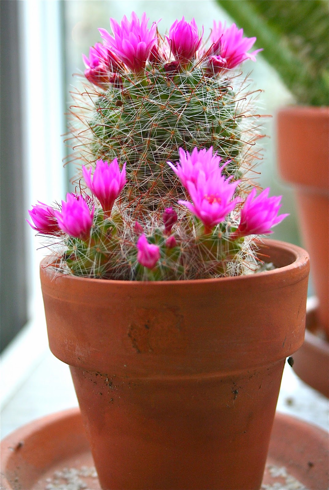 science-with-ms-seitz-flowering-cacti