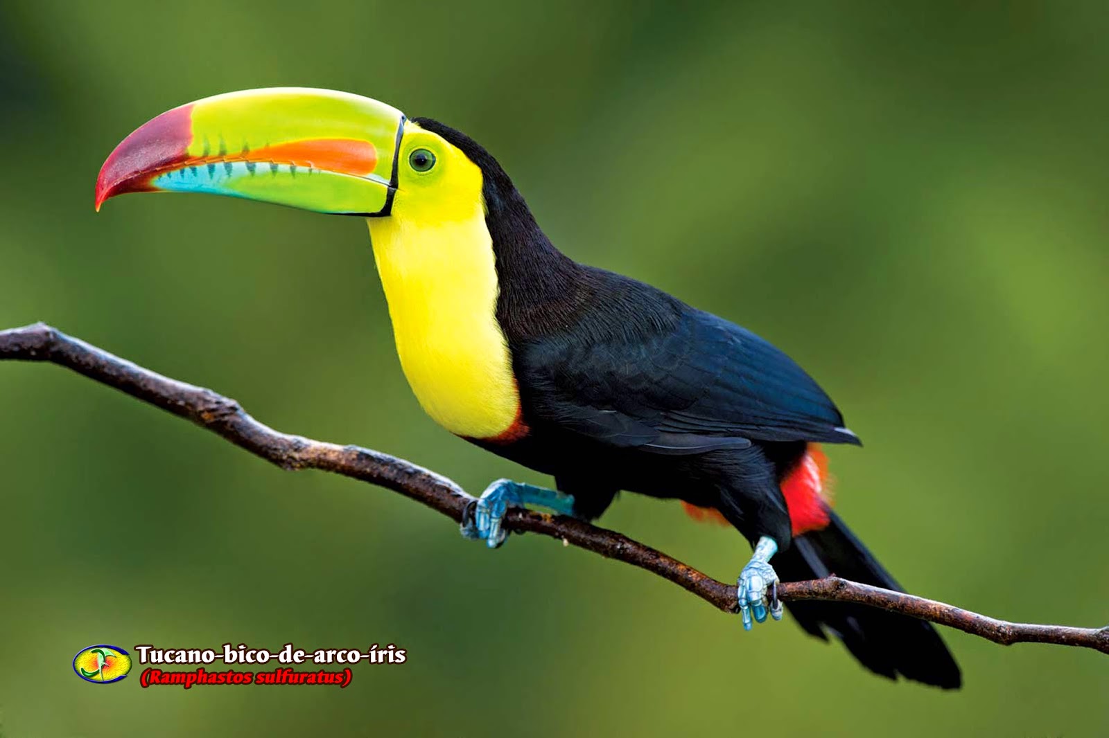 Zoologia Tucanobicodearcoíris (Ramphastos sulfuratus) Zoologia Tucanobicodearcoíris (Ramphastos sulfuratus)
