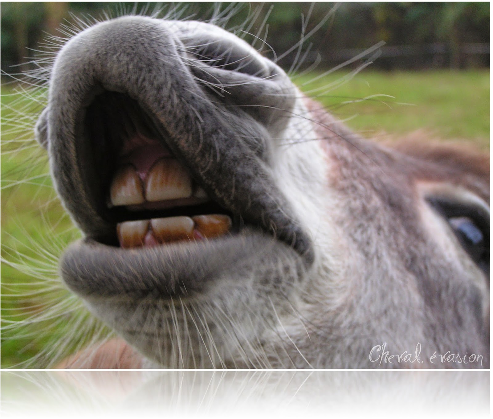 Cheval évasion La dentition chez le cheval