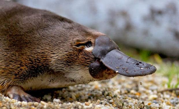 platypus te rapa