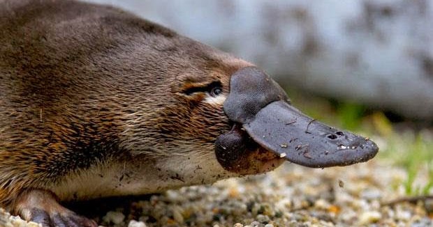 platypus te rapa