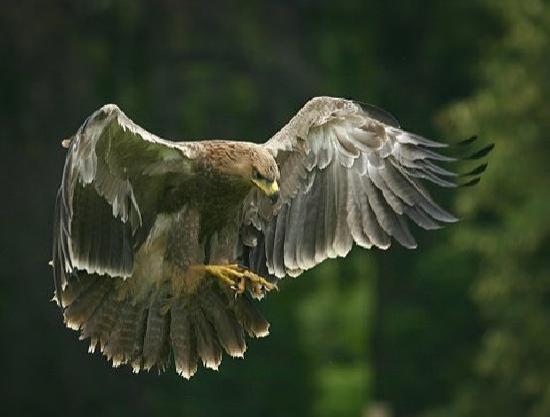Funny Pictures Gallery Birds of pray, bird of pray, birds of prey centre