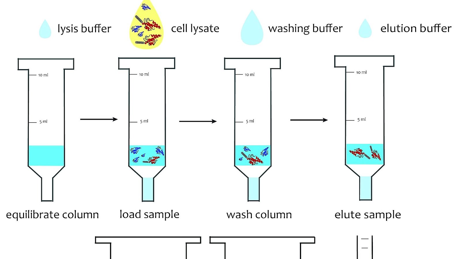 Purification Of His Tagged Proteins Protein Choices