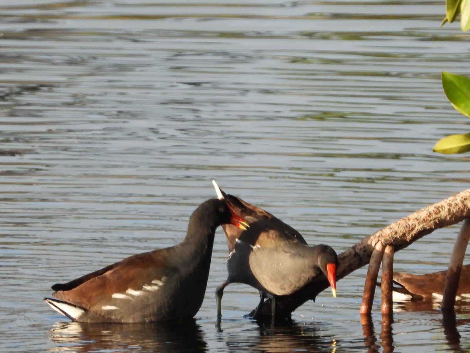 Bird & Travel Photos, Birding Sites, Bird Information COMMON