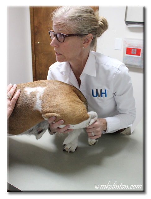 Veterinarian testing hind leg of Basset Hound