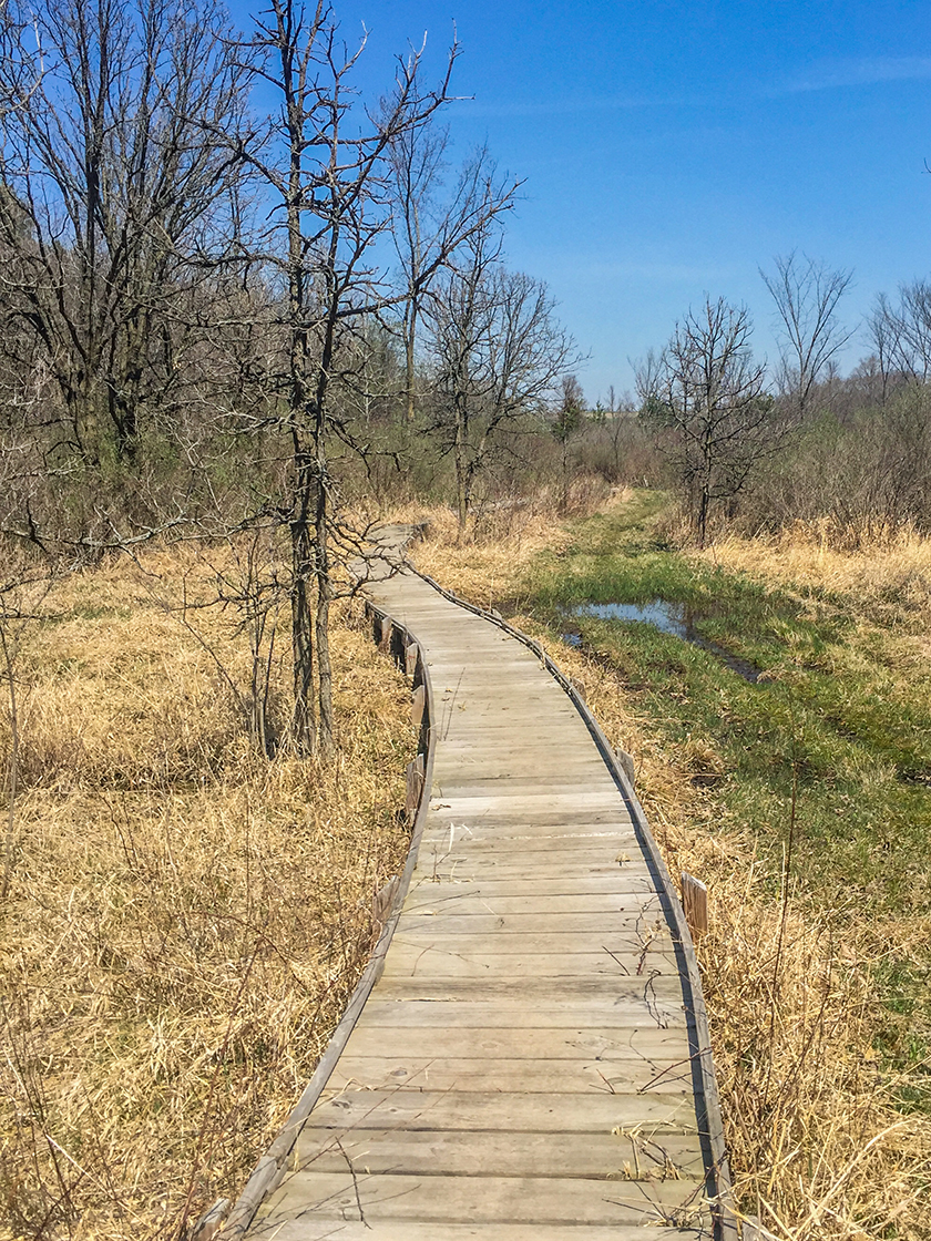 Along the Ice Age Trail at the Brooklyn Wildlife Area