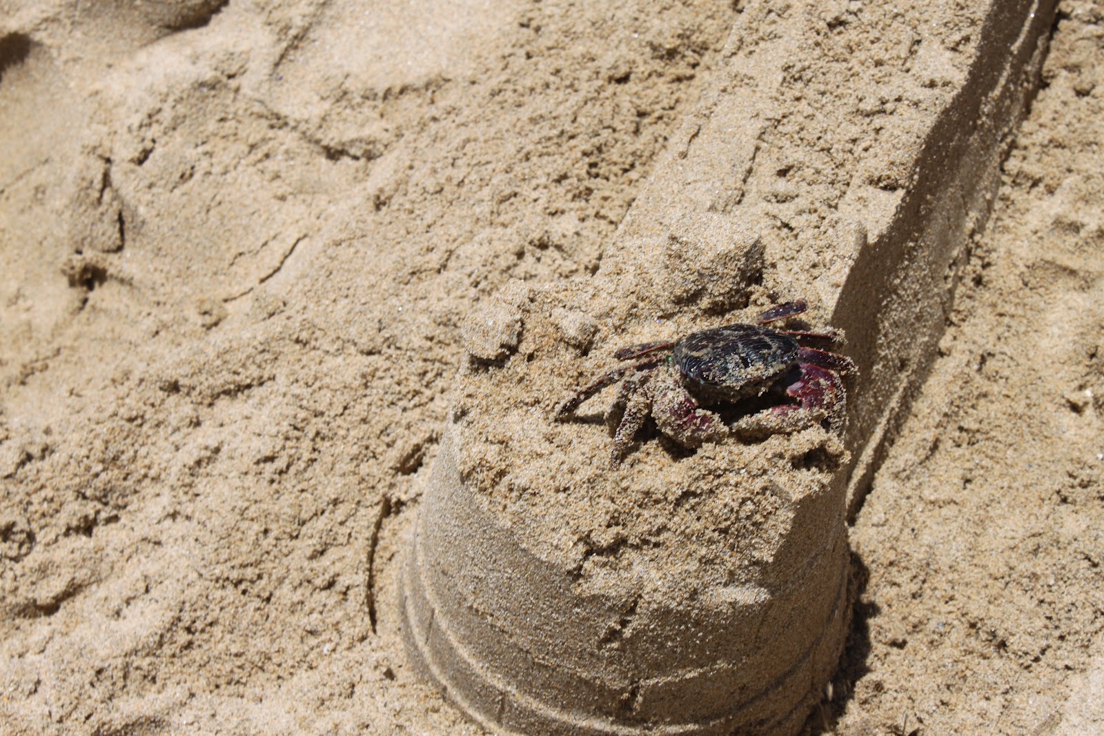 The White's Crab Catcher