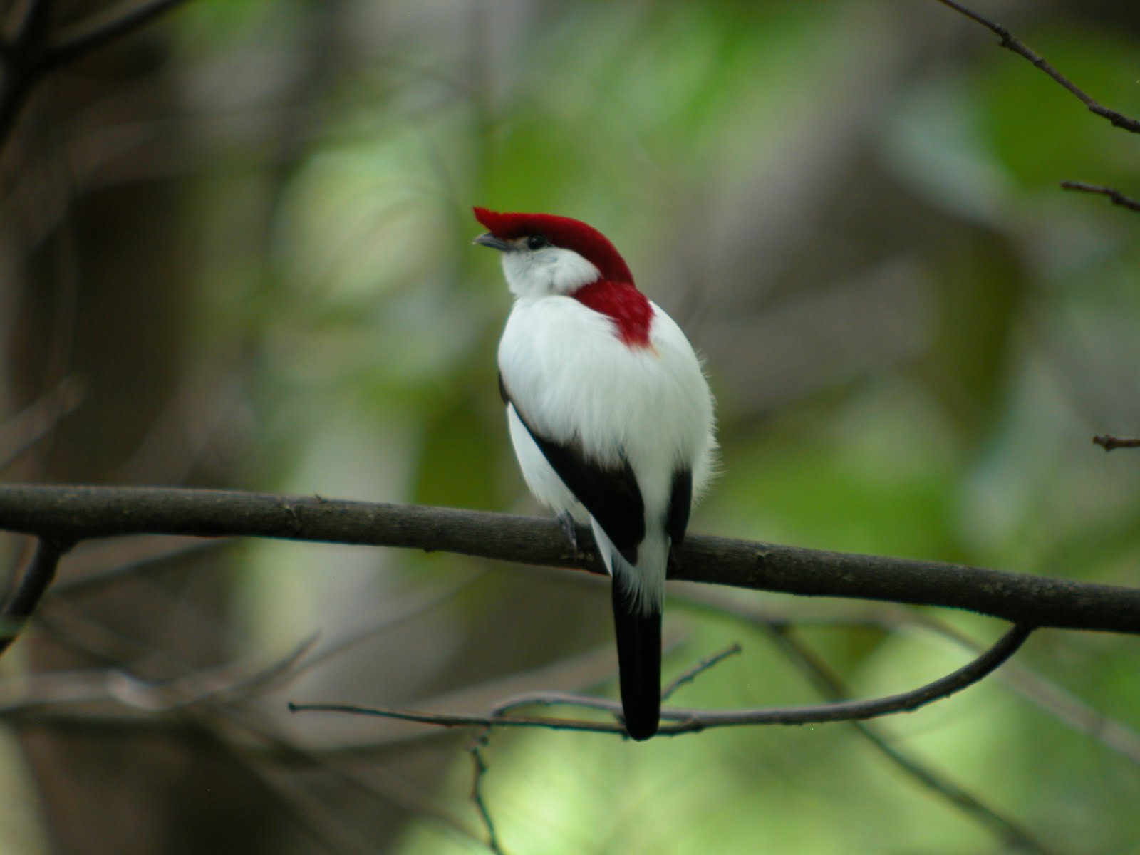 Шлемоносный Манакин-арарипе (Araripe Manakin)