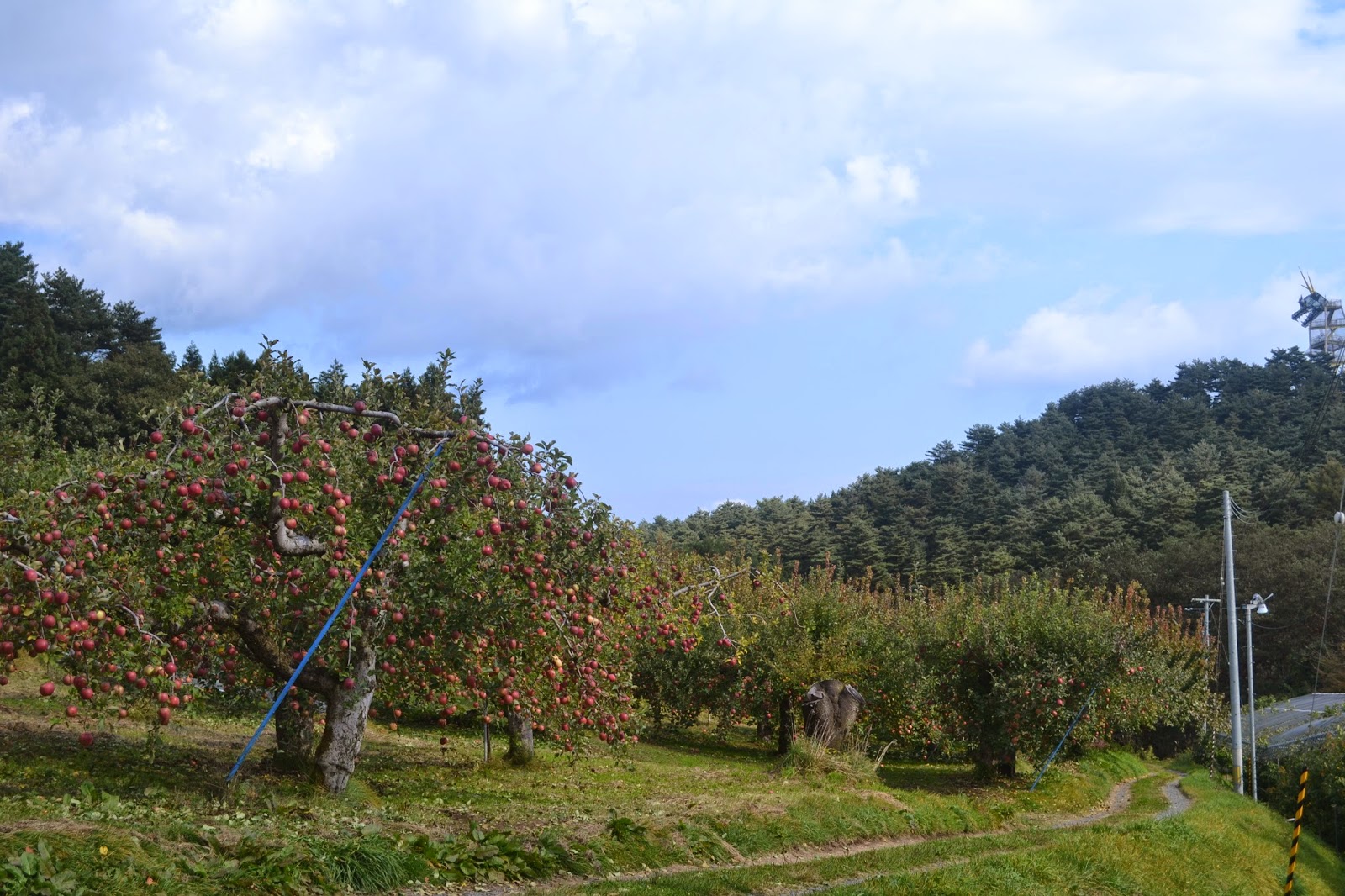 The Nelson's Apple Orchard