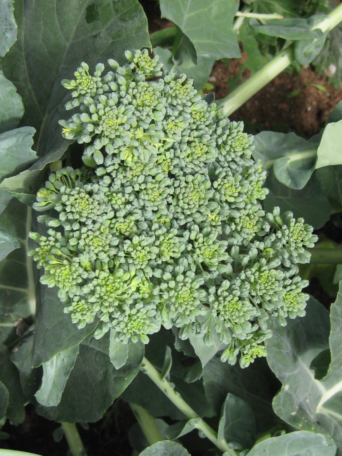 el jardín de Isula: ☼Cultivo de brócoli