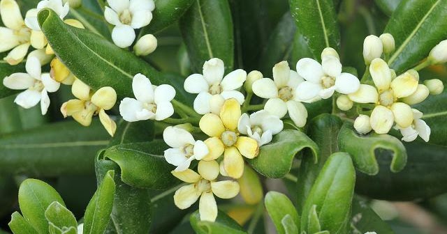 Fleuriste Isabelle Feuvrier Le Pittosporum Tenuifolium Variegatum