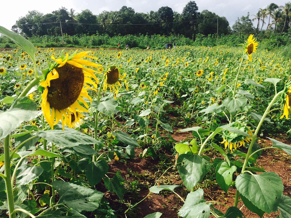 The Sunflower fields of Malappuram avalshe98