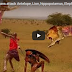 UNBELIEVABLE!! Man vs Lion For Food – Real Fight…!!!