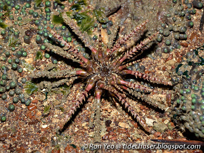 pencil sea urchins (Prionocidaris sp.)