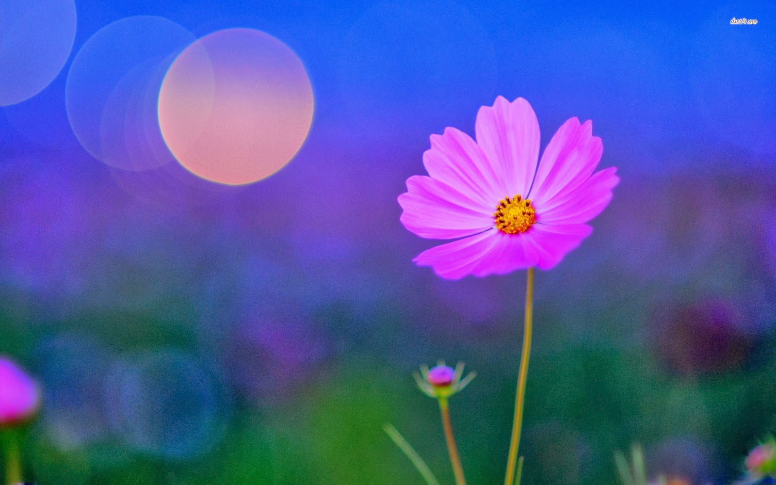 Pink Cosmos flower Wallpaper Dream Wallpapers