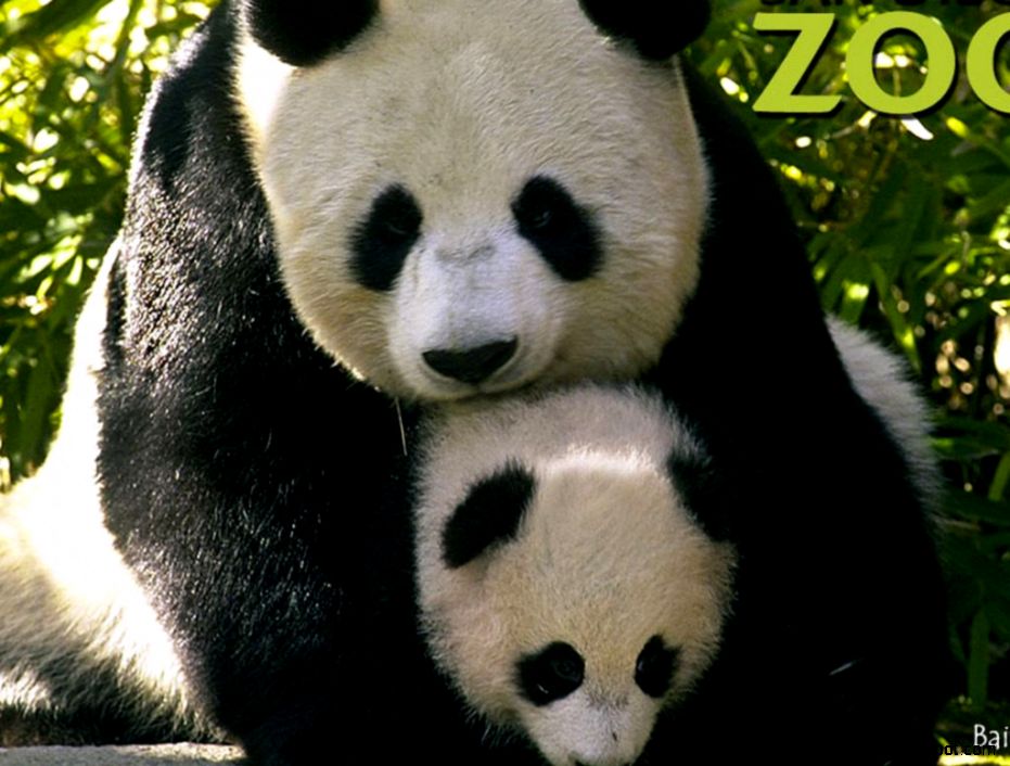 Baby Animals Wallpapers Download Popular Screensavers HD Wallpape