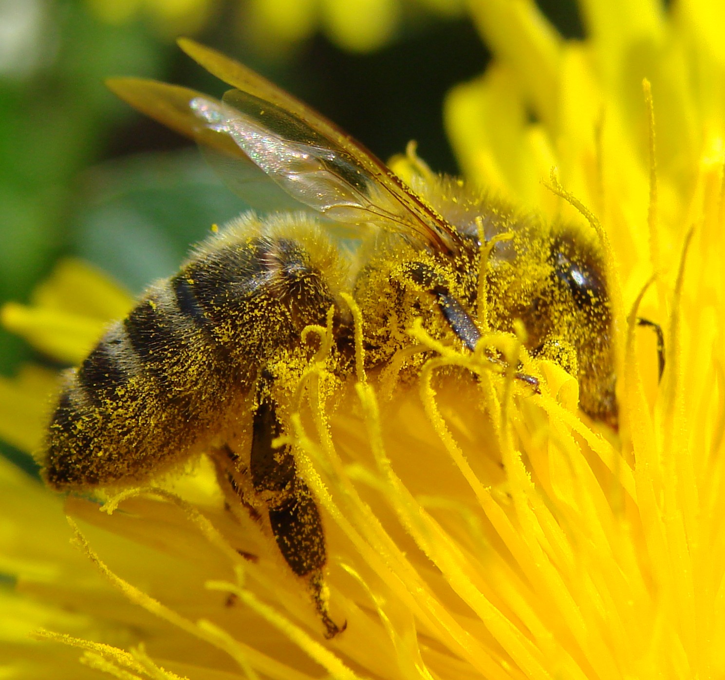 Виды нектара. Пчелы опылители растений. Опылители цветковых растений пчелы. Пчелы пыльца опыление. Насекомые опылители пчела.