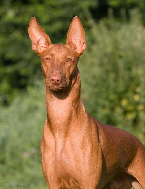 The Breeds World Top 10 Healthiest Dog Breeds the-breeds-world-top-10-healthiest-dog-breeds