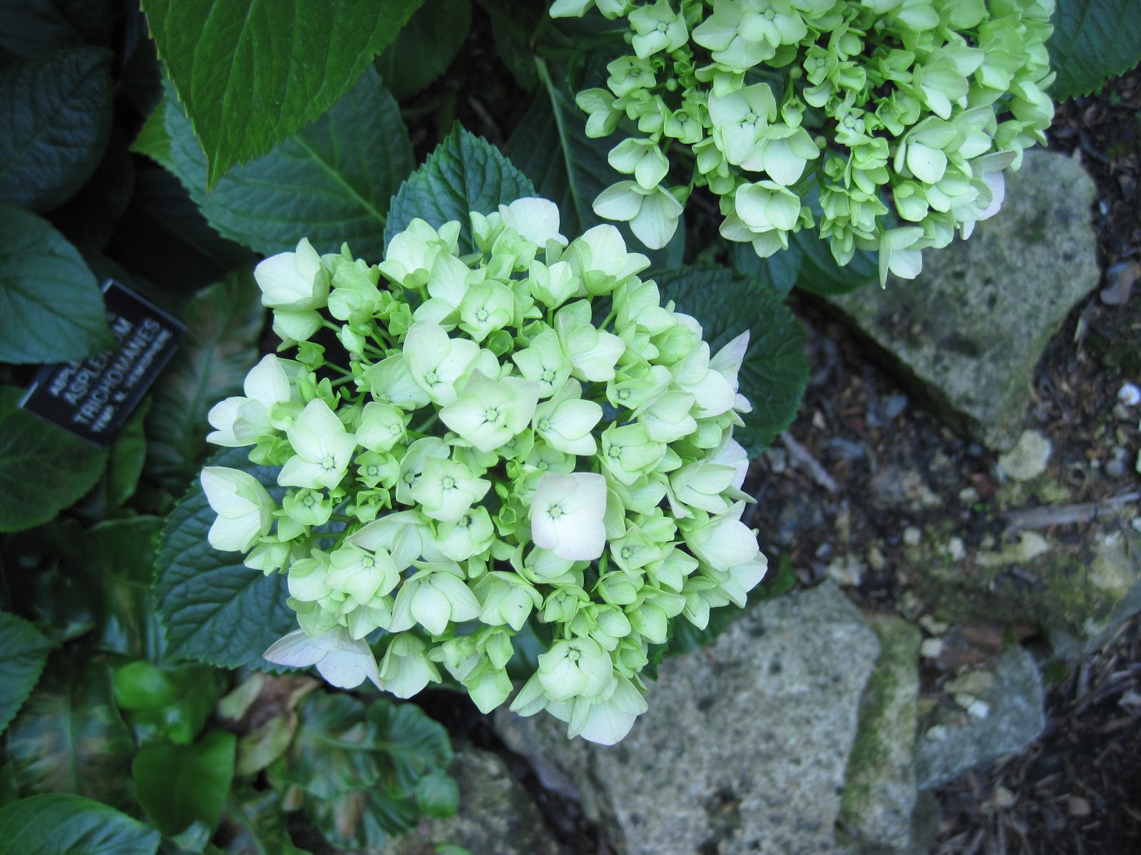 come · con · ella tangerine dream café, chelsea physic garden