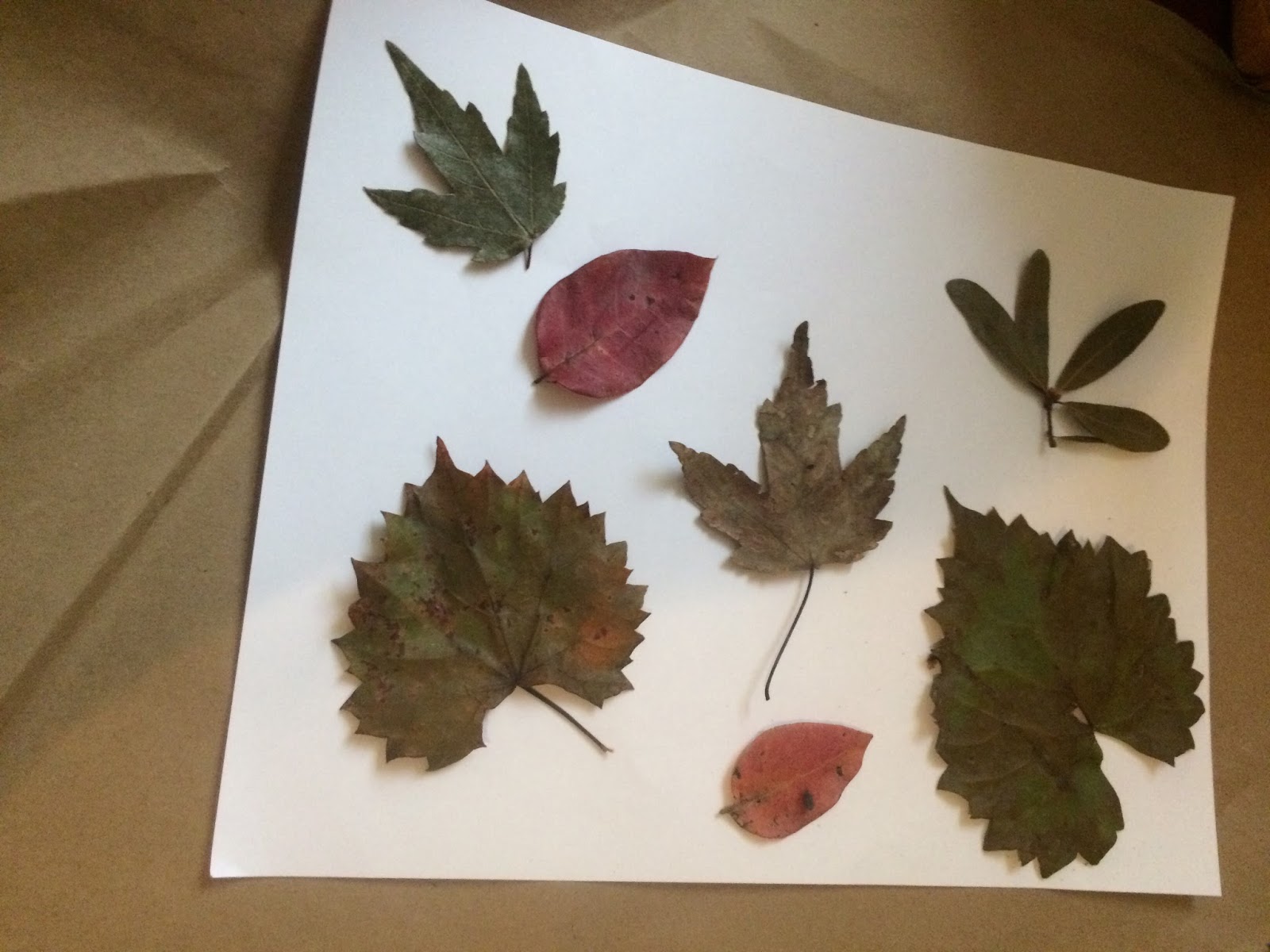 Fall leaves on a sheet of paper