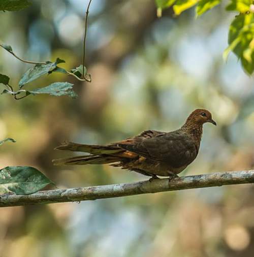 Indian birds - Image of Andaman cuckoo-dove - Macropygia rufipennis