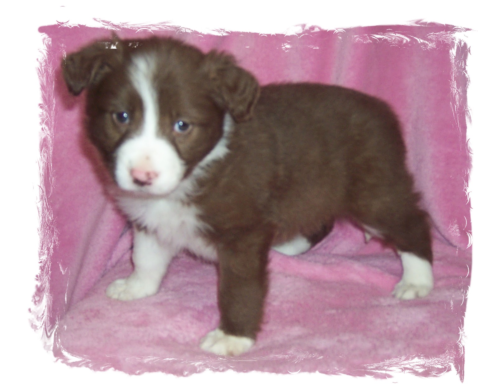 Cute Puppy Dogs brown border collie puppies