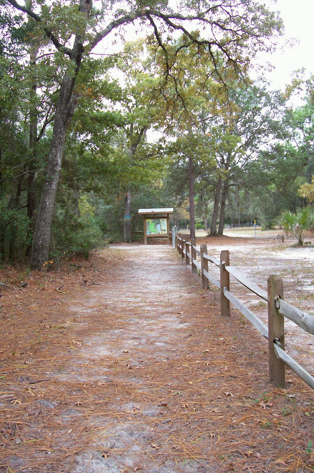 Jacksonville on Foot: Cedar Point Preserve Branch Trail Hike