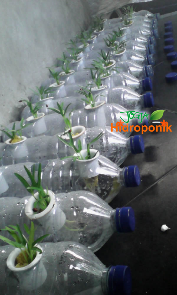  Kreasi  Aqua  Botol  Bekas  Untuk Tanaman Hidroponik Jogja 
