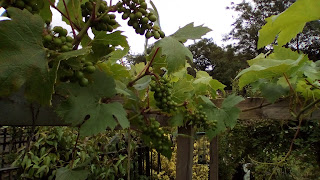 Bunches of grapes need to be thinned Green Fingered Blog