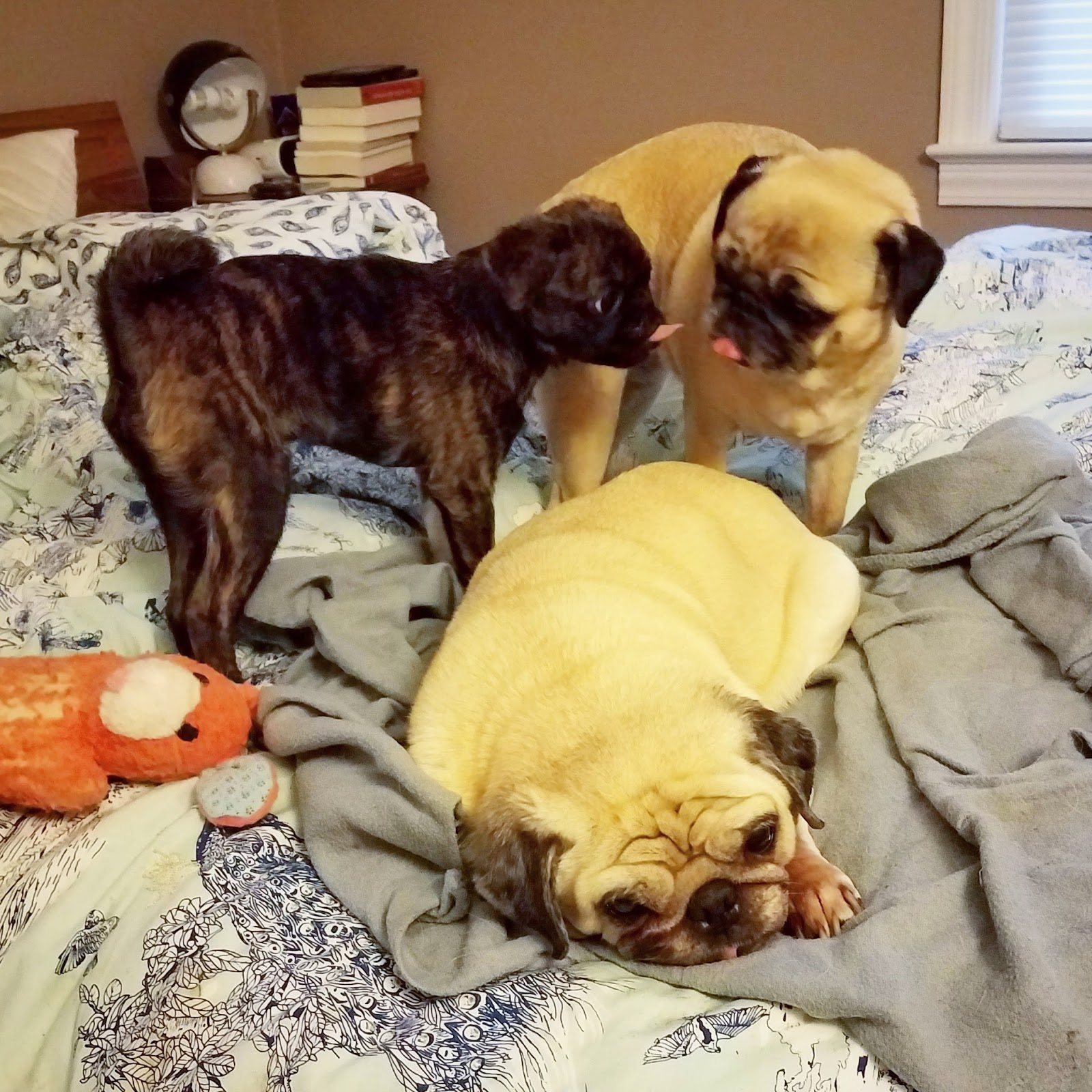 pug pals bah humpug pug pals two s a crowd cover reveal pug pals bah humpug pug pals two s a crowd cover reveal