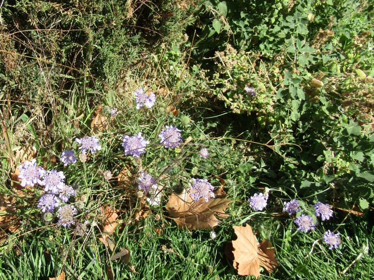What's in Bloom at the End of October in Paso Robles? Walk with me through my Paso Robles neighborhood to see what's blooming.
