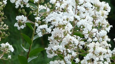 大阪城公園 サルスベリ 白い花