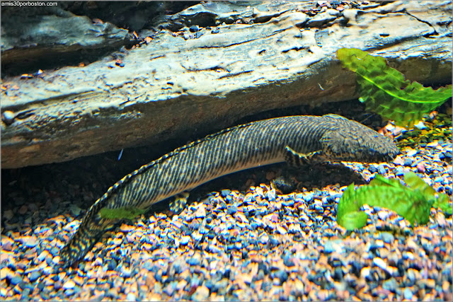 肺を持つ魚: 特徴、生息地、行動 - Protopterus annectens、アフリカ肺魚