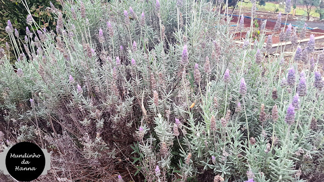 Diário de Viagem Diário de Viagem