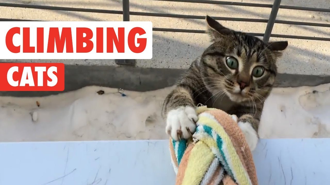 Climbing Cats Funny Cat Compilation 2017 Animals test en blog
