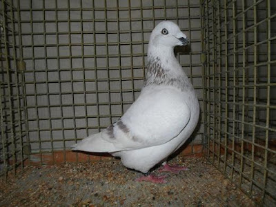Genuine Homer Pigeons homer pigeons