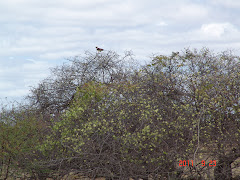 Gavião da caatinga