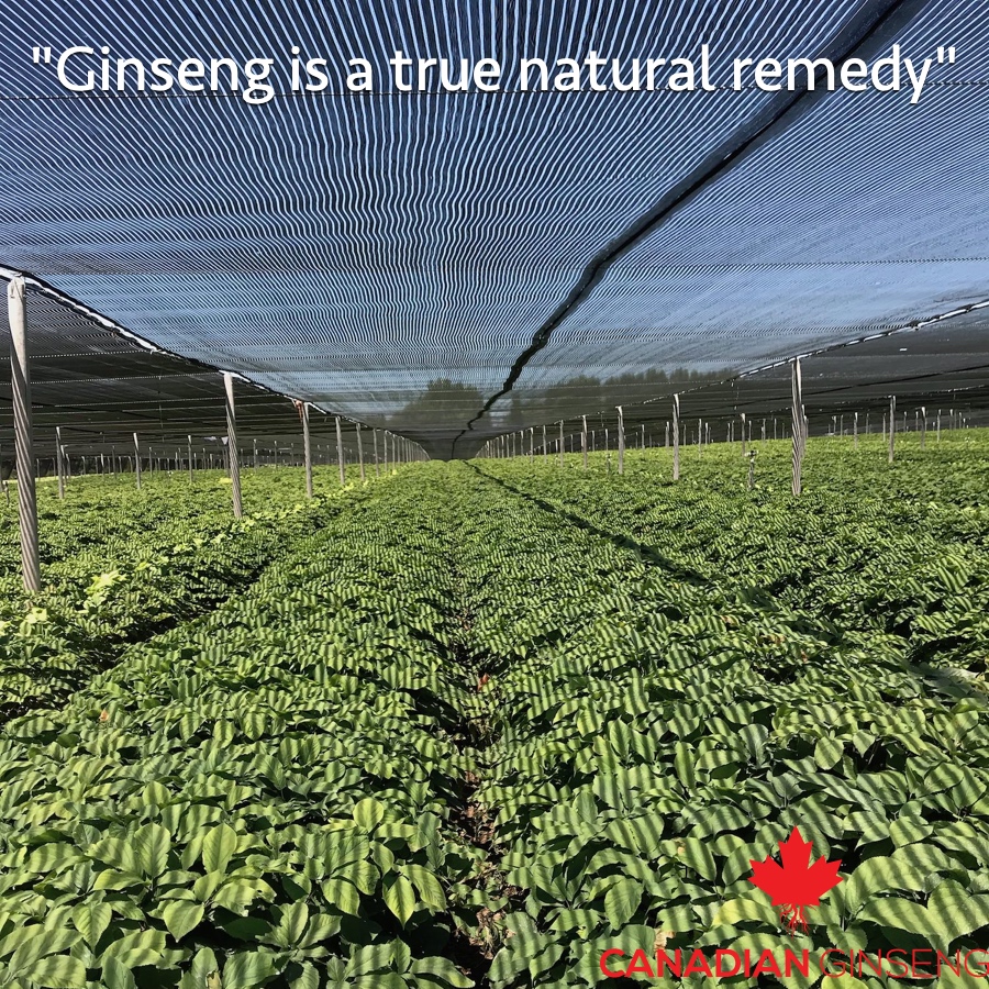 Enough Ginseng Information Let the Reviews Speak