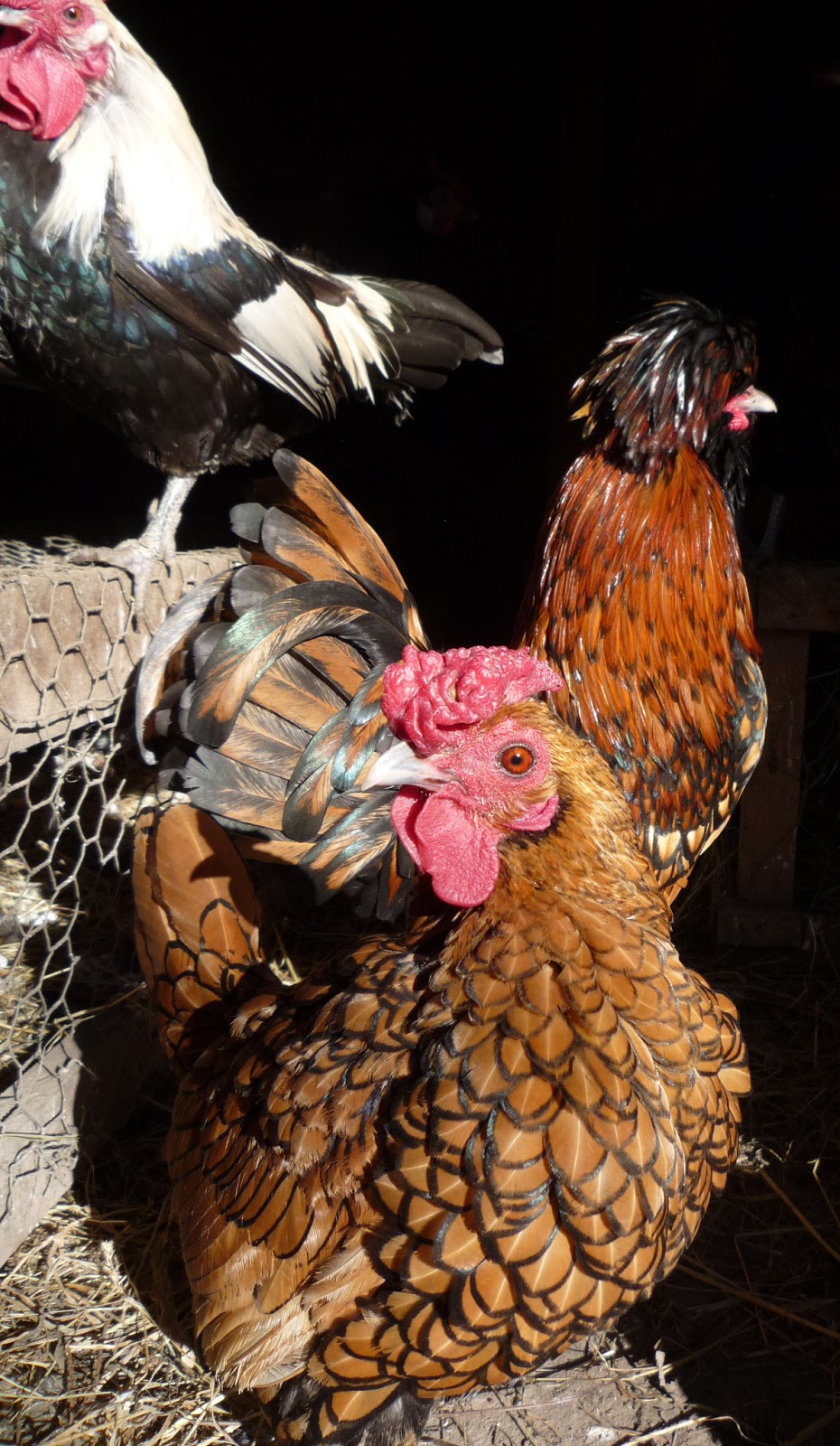 Cruelty Free Feathers 25 Perfect Buff / Gold Feathers From a Buff Orpington  Rooster 
