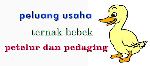 peluang usaha ternak bebek petelur dan pedaging 