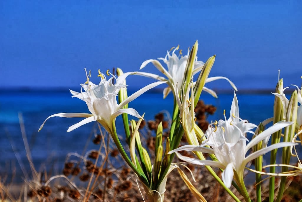 THE SEA DAFFODIL Pancratium maritimum The Garden of Eaden
