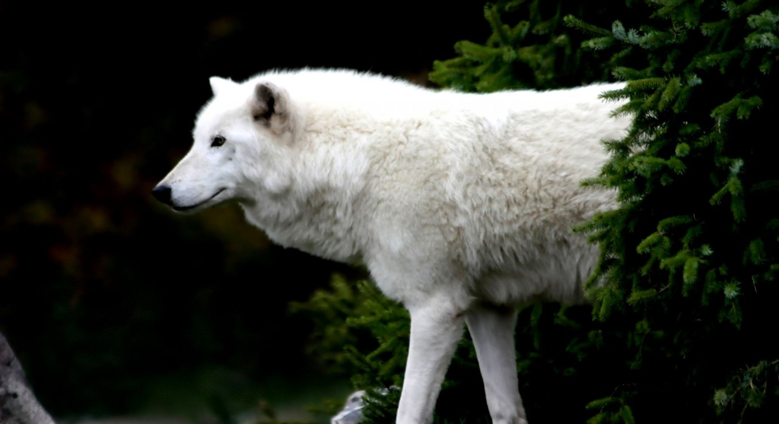 Arctic White Wolf