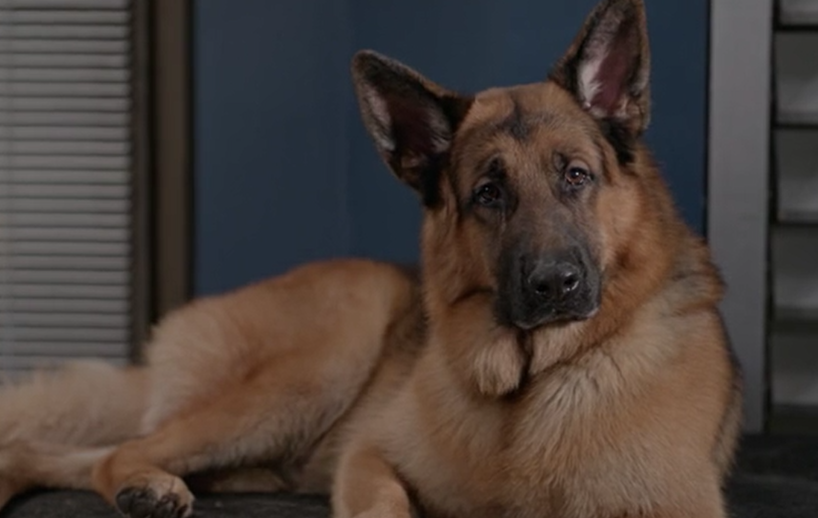 имя собаки рекс